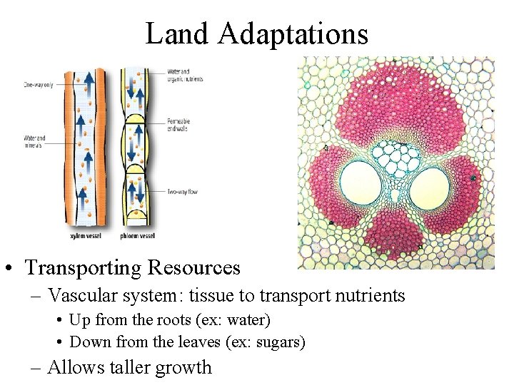 Land Adaptations • Transporting Resources – Vascular system: tissue to transport nutrients • Up