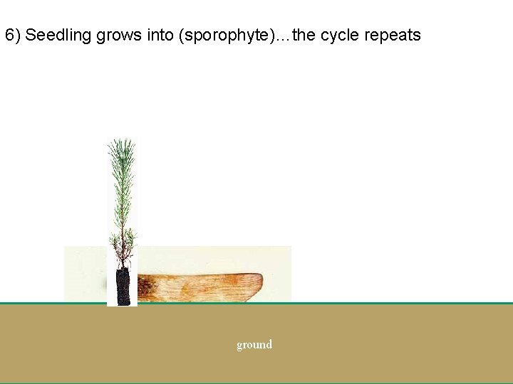6) Seedling grows into (sporophyte)…the cycle repeats ground 