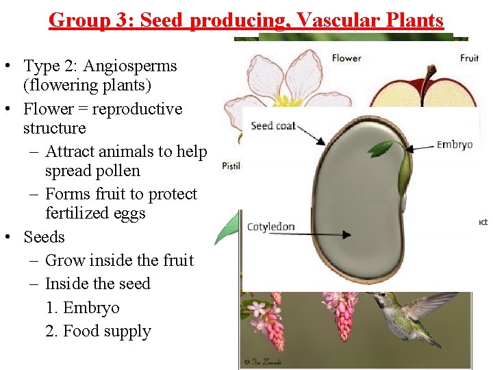 Group 3: Seed producing, Vascular Plants • Type 2: Angiosperms (flowering plants) • Flower