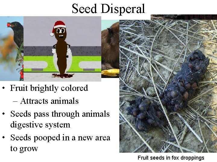 Seed Disperal • Fruit brightly colored – Attracts animals • Seeds pass through animals