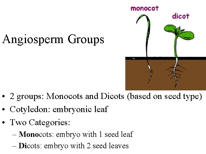 Angiosperm Groups • 2 groups: Monocots and Dicots (based on seed type) • Cotyledon: