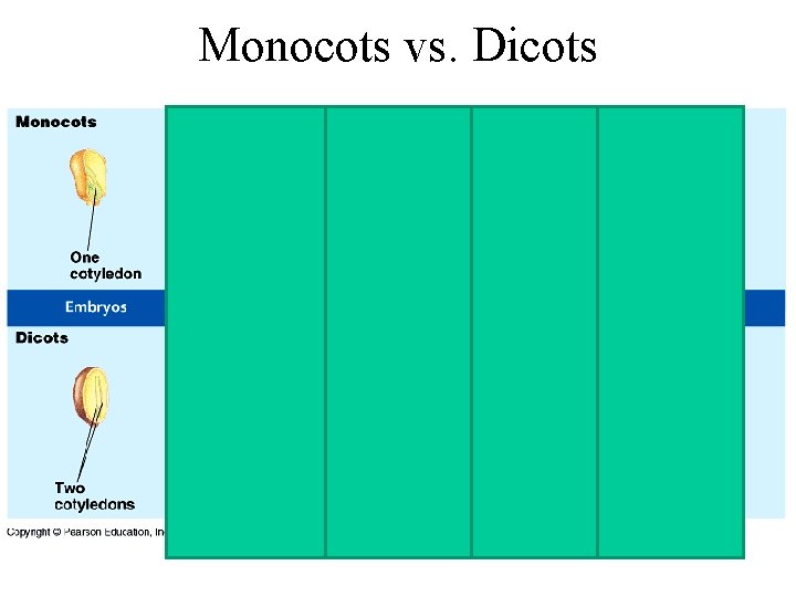Monocots vs. Dicots 