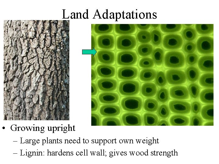 Land Adaptations • Growing upright – Large plants need to support own weight –