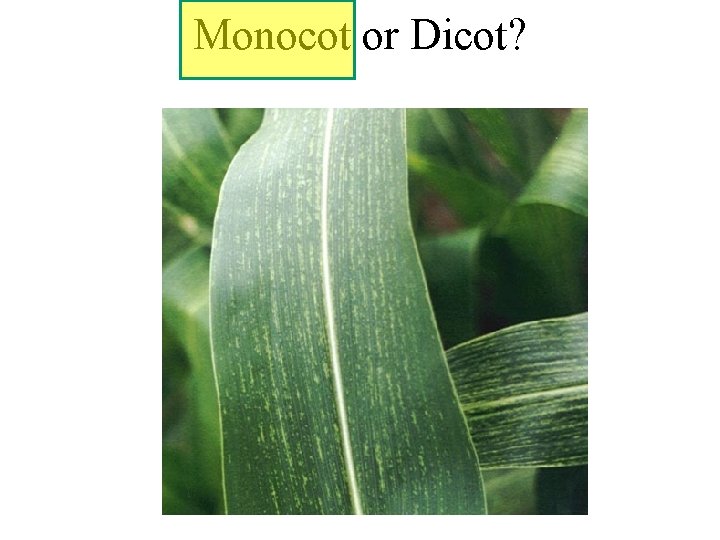 Monocot or Dicot? 