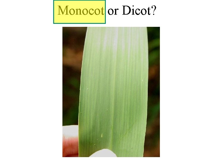 Monocot or Dicot? 