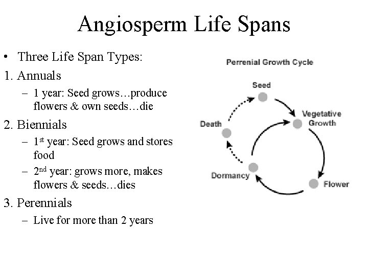 Angiosperm Life Spans • Three Life Span Types: 1. Annuals – 1 year: Seed