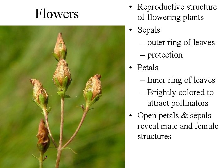 Flowers • Reproductive structure of flowering plants • Sepals – outer ring of leaves