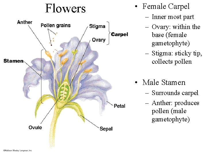 Flowers • Female Carpel – Inner most part – Ovary: within the base (female