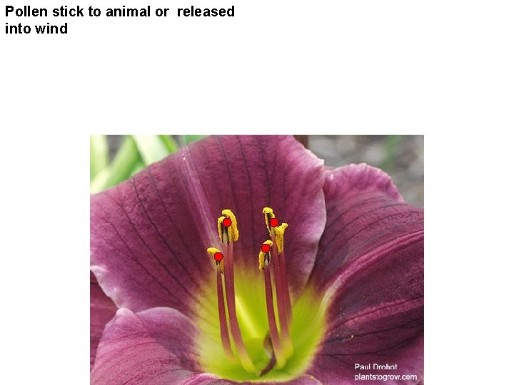 Pollen stick to animal or released into wind 