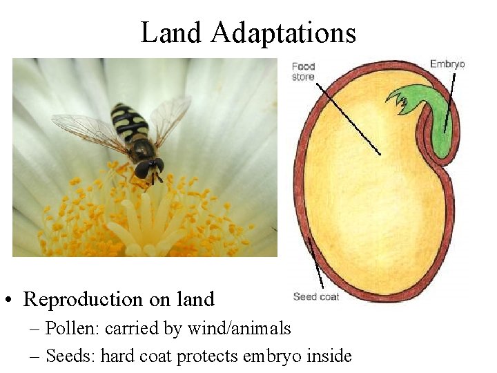 Land Adaptations • Reproduction on land – Pollen: carried by wind/animals – Seeds: hard