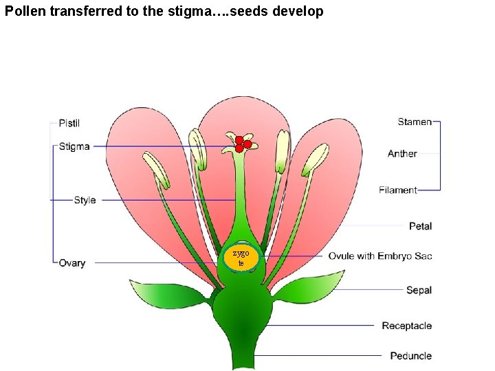 Pollen transferred to the stigma…. seeds develop zygo egg te 