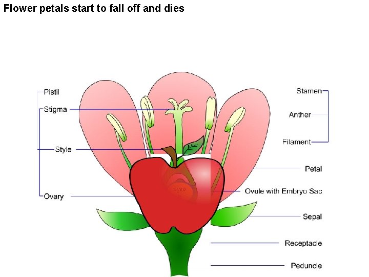 Flower petals start to fall off and dies zygo te 