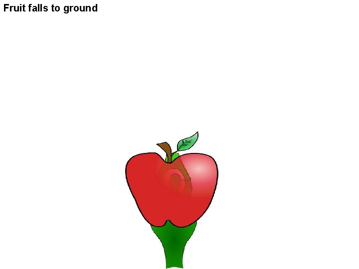 Fruit falls to ground 