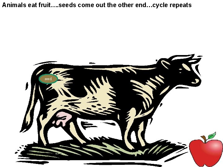 Animals eat fruit…. seeds come out the other end…cycle repeats seed 