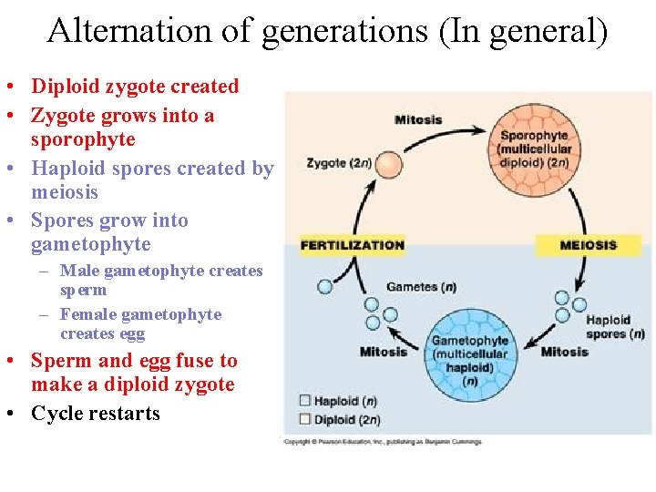 Alternation of generations (In general) • Diploid zygote created • Zygote grows into a