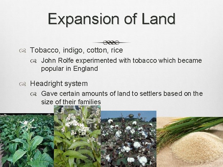 Expansion of Land Tobacco, indigo, cotton, rice John Rolfe experimented with tobacco which became