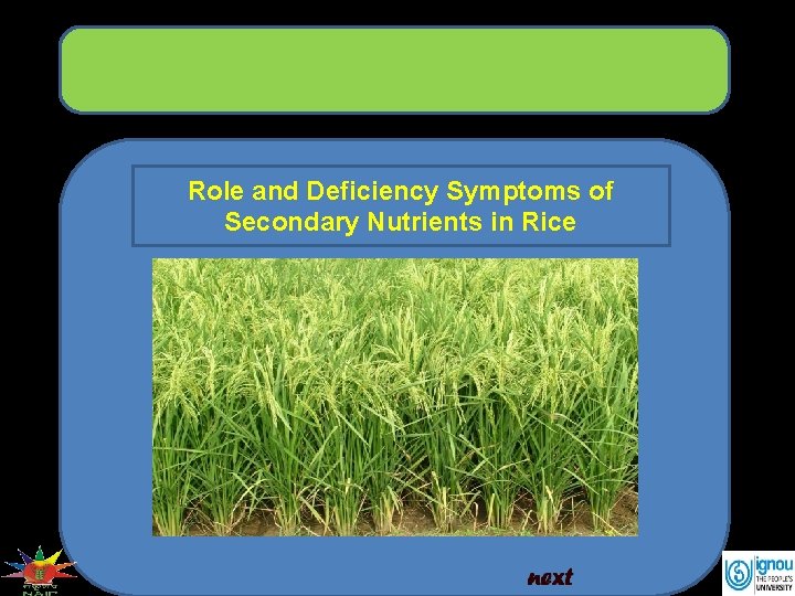 Role and Deficiency Symptoms of Secondary Nutrients in Rice 