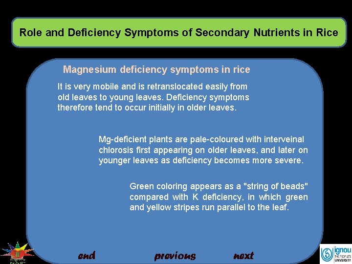 Role and Deficiency Symptoms of Secondary Nutrients in Rice Magnesium deficiency symptoms in rice