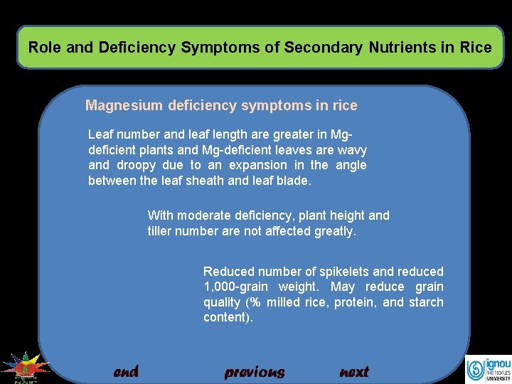 Role and Deficiency Symptoms of Secondary Nutrients in Rice Magnesium deficiency symptoms in rice