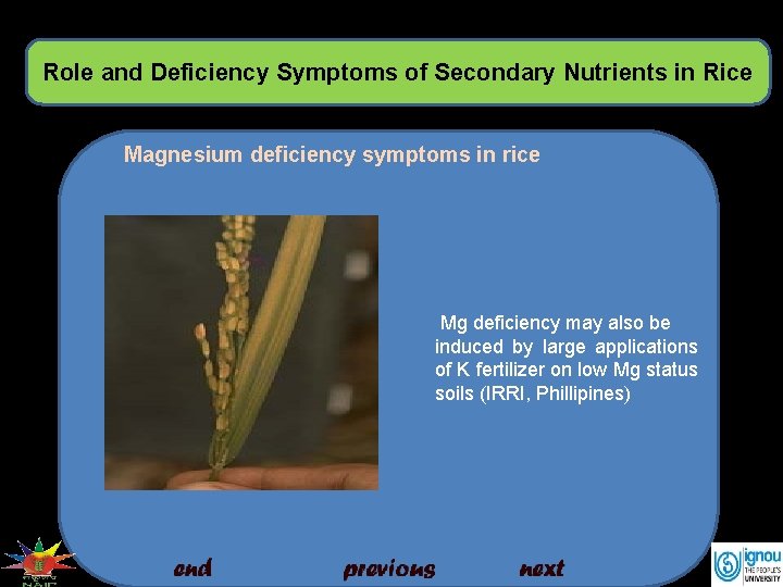 Role and Deficiency Symptoms of Secondary Nutrients in Rice Magnesium deficiency symptoms in rice