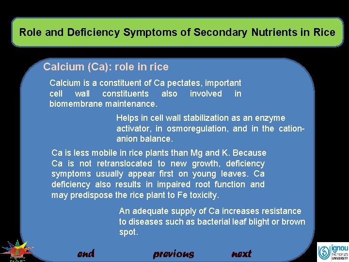 Role and Deficiency Symptoms of Secondary Nutrients in Rice Calcium (Ca): role in rice