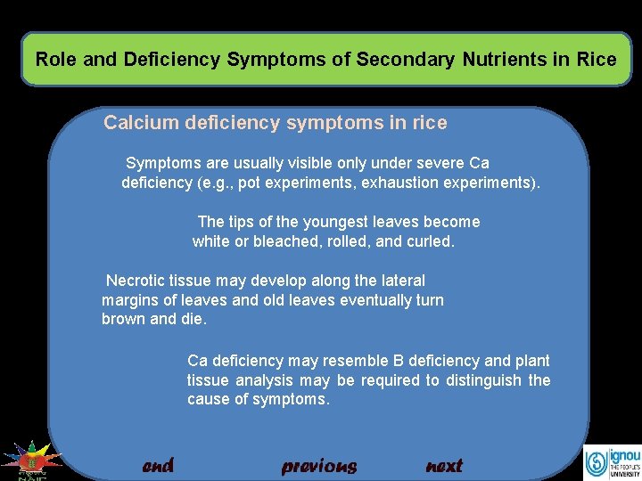 Role and Deficiency Symptoms of Secondary Nutrients in Rice Calcium deficiency symptoms in rice
