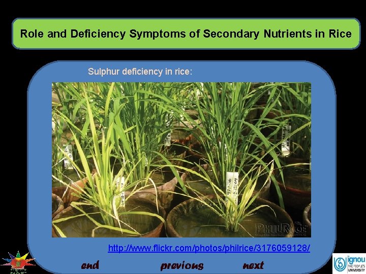 Role and Deficiency Symptoms of Secondary Nutrients in Rice Sulphur deficiency in rice: http: