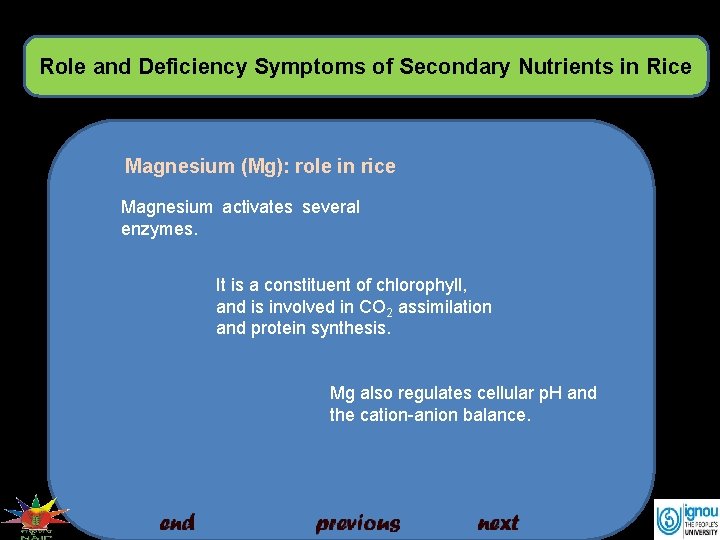 Role and Deficiency Symptoms of Secondary Nutrients in Rice Magnesium (Mg): role in rice