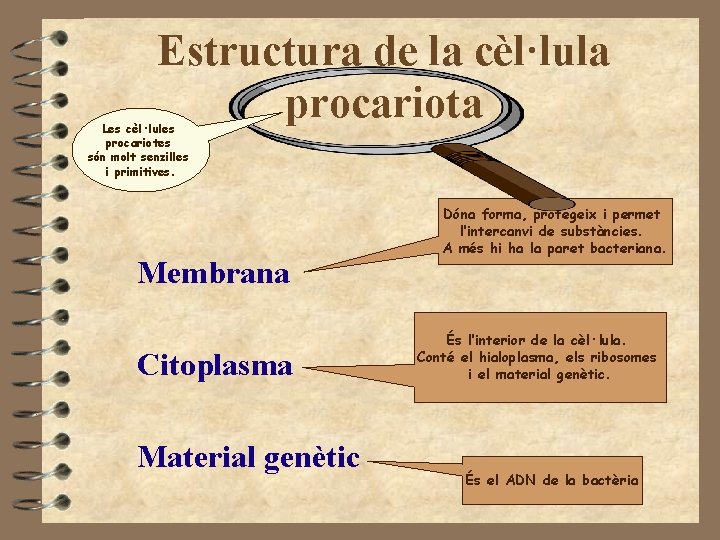 Estructura de la cèl·lula procariota Les cèl·lules procariotes són molt senzilles i primitives. Membrana