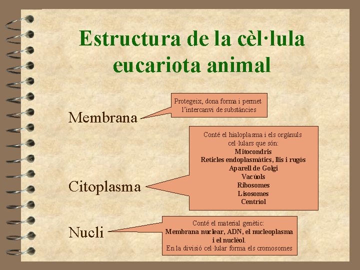 Estructura de la cèl·lula eucariota animal Membrana Citoplasma Nucli Protegeix, dona forma i permet