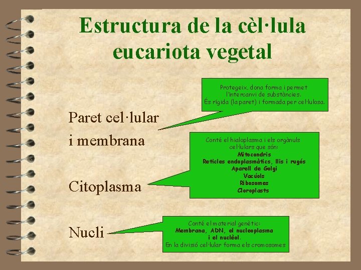 Estructura de la cèl·lula eucariota vegetal Protegeix, dona forma i permet l’intercanvi de substàncies.