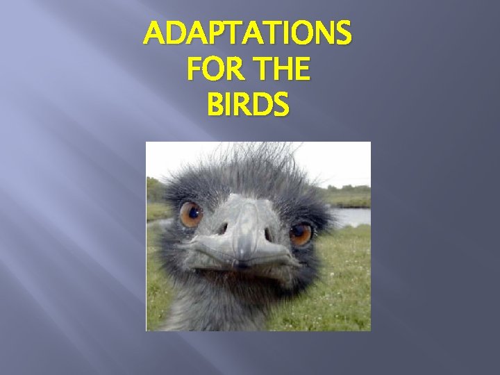 ADAPTATIONS FOR THE BIRDS 