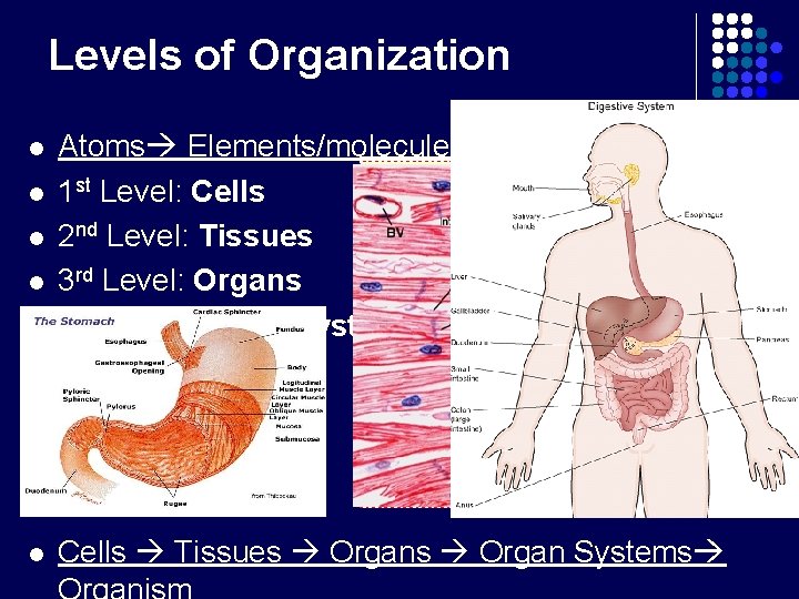 Levels of Organization l Atoms Elements/molecules compounds 1 st Level: Cells 2 nd Level: Levels of Organization l Atoms Elements/molecules compounds 1 st Level: Cells 2 nd Level: