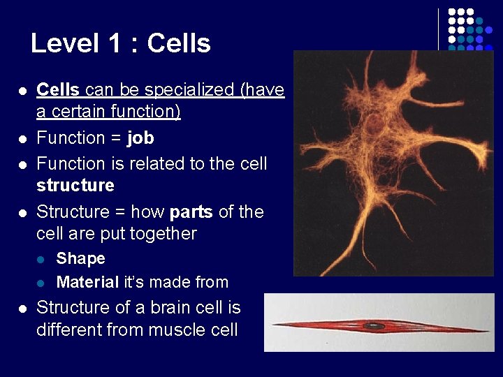 Level 1 : Cells l l Cells can be specialized (have a certain function) Level 1 : Cells l l Cells can be specialized (have a certain function)