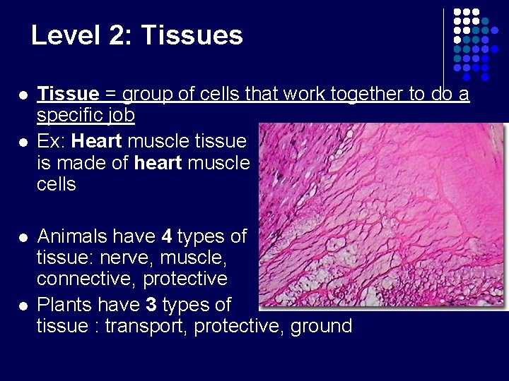 Level 2: Tissues l l Tissue = group of cells that work together to