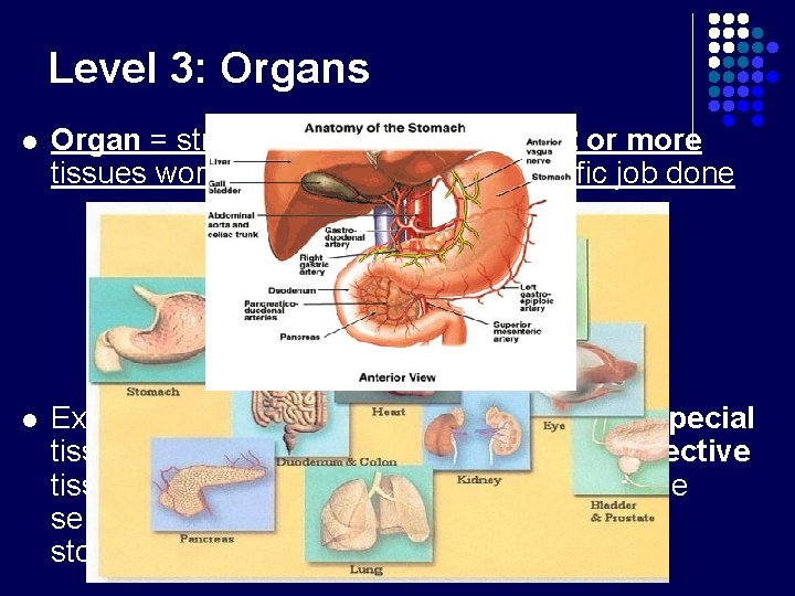 Level 3: Organs l Organ = structure that is made up of 2 or Level 3: Organs l Organ = structure that is made up of 2 or