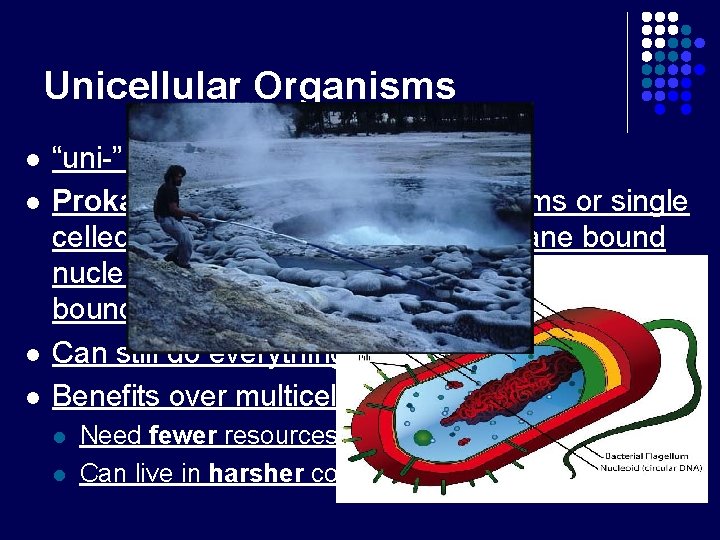 Unicellular Organisms l l “uni-” = one Prokaryotes are unicellular organisms or single celled Unicellular Organisms l l “uni-” = one Prokaryotes are unicellular organisms or single celled