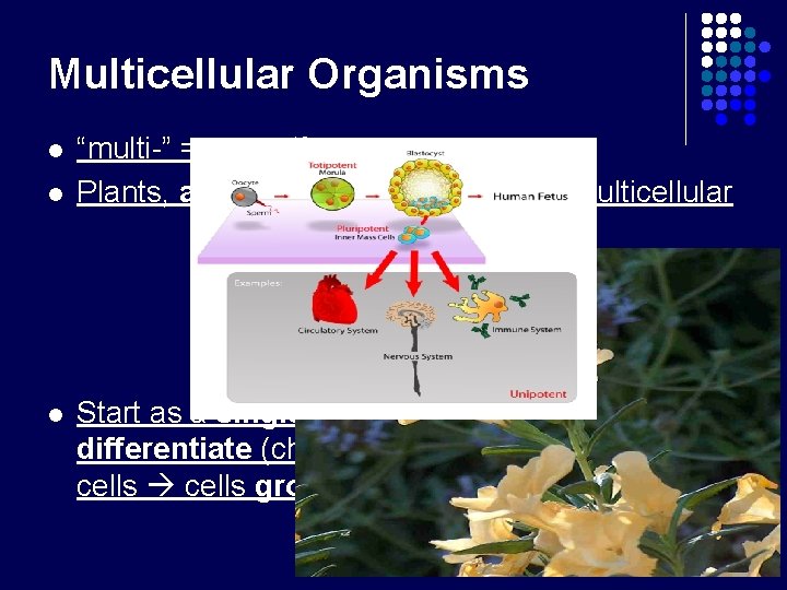 Multicellular Organisms l l l “multi-” = more than one Plants, animals, and most