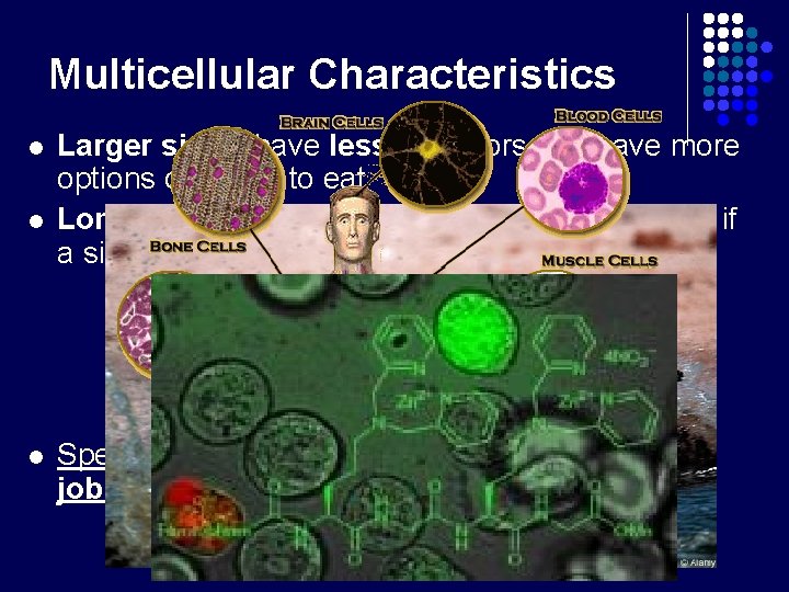 Multicellular Characteristics l l l Larger size = have less predators and have more Multicellular Characteristics l l l Larger size = have less predators and have more