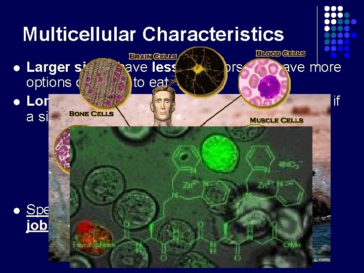 Multicellular Characteristics l l l Larger size = have less predators and have more