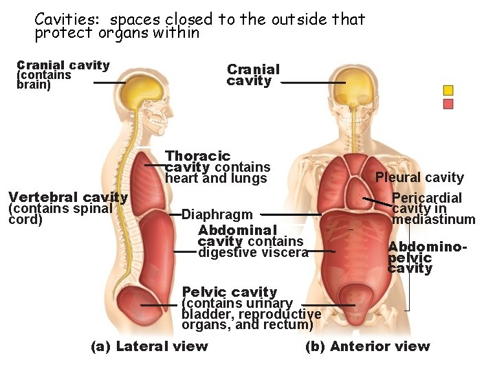 Cavities: spaces closed to the outside that protect organs within Cranial cavity (contains brain)