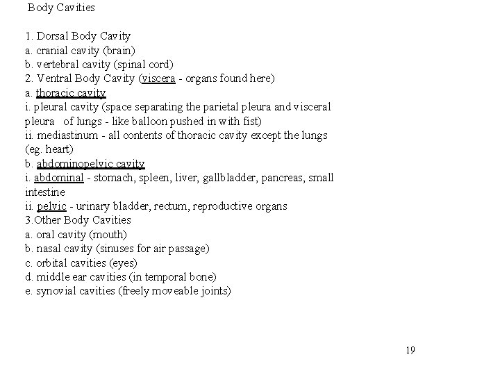 Body Cavities 1. Dorsal Body Cavity a. cranial cavity (brain) b. vertebral cavity (spinal