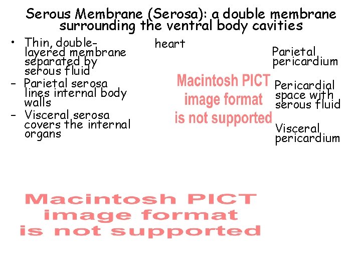 Serous Membrane (Serosa): a double membrane surrounding the ventral body cavities • Thin, doublelayered