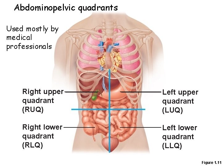 Abdominopelvic quadrants Used mostly by medical professionals Right upper quadrant (RUQ) Left upper quadrant