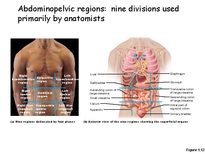 Abdominopelvic regions: nine divisions used primarily by anatomists Right Epigastric hypochondriac region Right lumbar