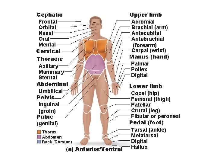 Cephalic Frontal Orbital Nasal Oral Mental Cervical Thoracic Axillary Mammary Sternal Abdominal Umbilical Pelvic