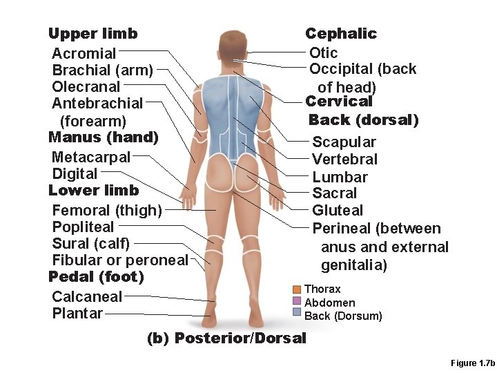 Upper limb Acromial Brachial (arm) Olecranal Antebrachial (forearm) Manus (hand) Metacarpal Digital Lower limb