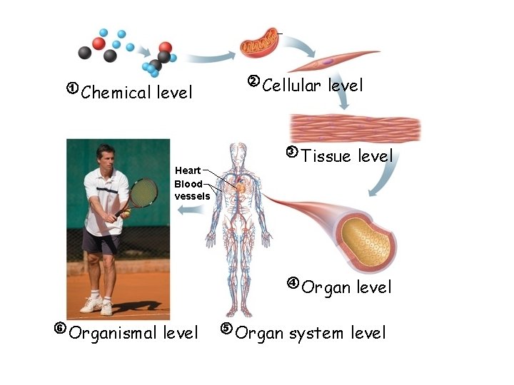 1 2 Chemical level Cellular level 3 Tissue level 4 Organ level Heart Blood