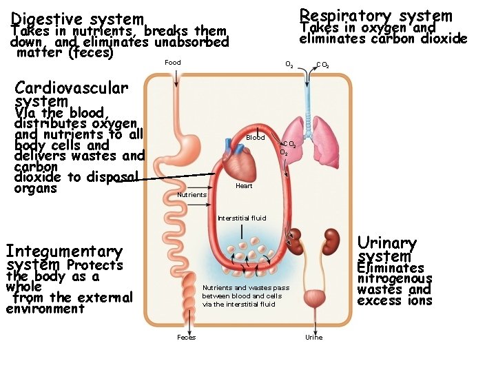 Respiratory system Digestive system Takes in oxygen and eliminates carbon dioxide Takes in nutrients,