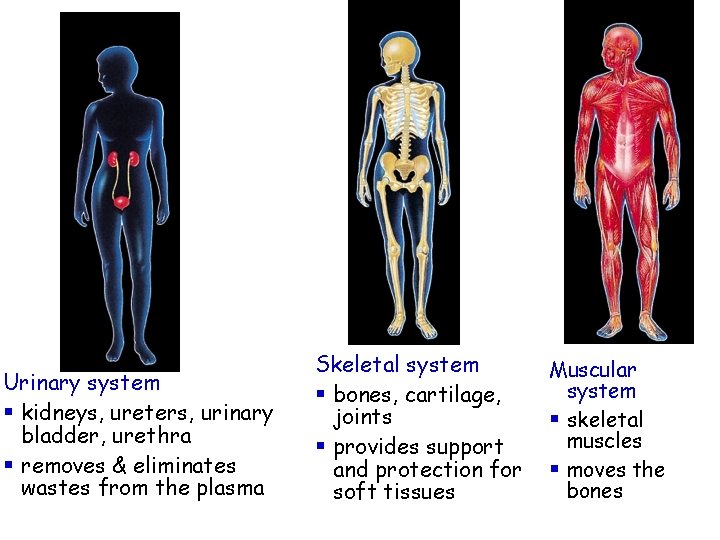 Urinary system § kidneys, ureters, urinary bladder, urethra § removes & eliminates wastes from